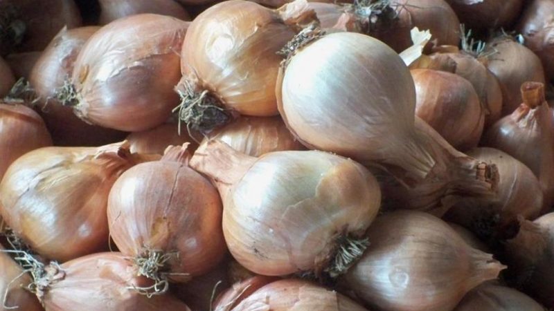 When to plant the onion variety Shrike