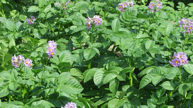 The best recipes for foliar feeding of potatoes and the rules for their introduction