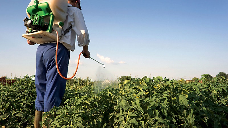 The best recipes for foliar feeding of potatoes and the rules for their introduction