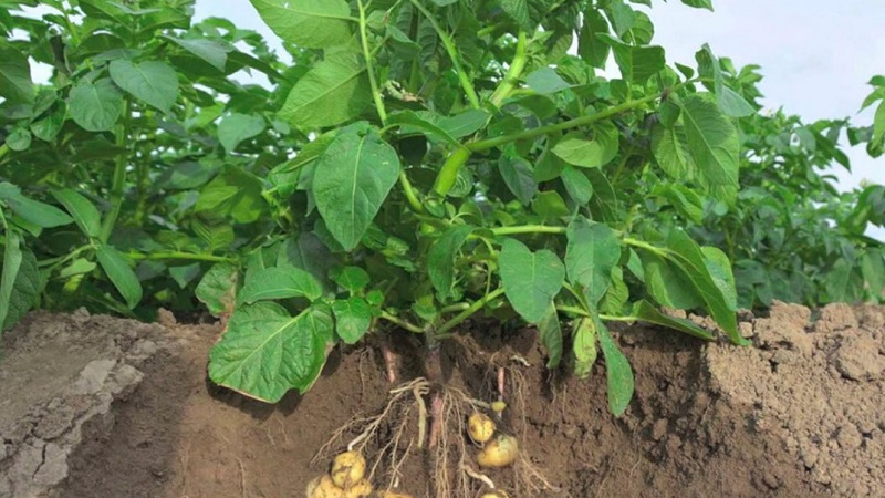 The best recipes for foliar feeding of potatoes and the rules for their introduction