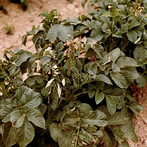 The best recipes for foliar feeding of potatoes and the rules for their introduction