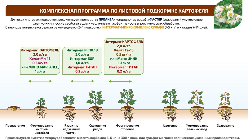The best recipes for foliar feeding of potatoes and the rules for their introduction