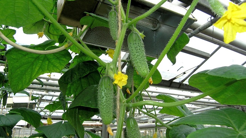 The best self-pollinated varieties of cucumbers for greenhouses in the Urals