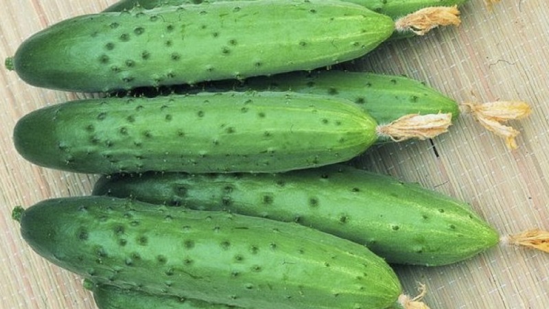 The best self-pollinated varieties of cucumbers for greenhouses in the Urals