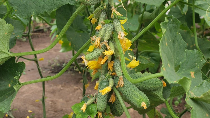 The best self-pollinated varieties of cucumbers for greenhouses in the Urals