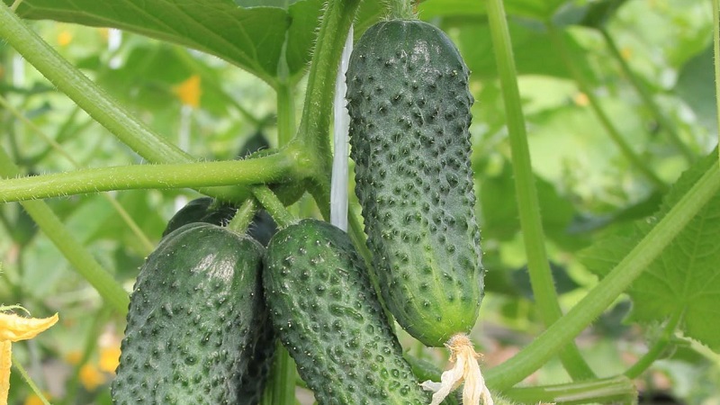 The best self-pollinated varieties of cucumbers for greenhouses in the Urals