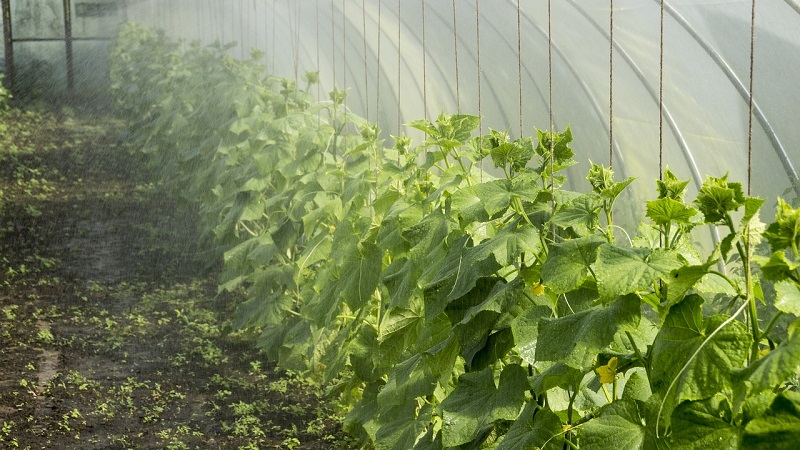 The best self-pollinated varieties of cucumbers for greenhouses in the Urals