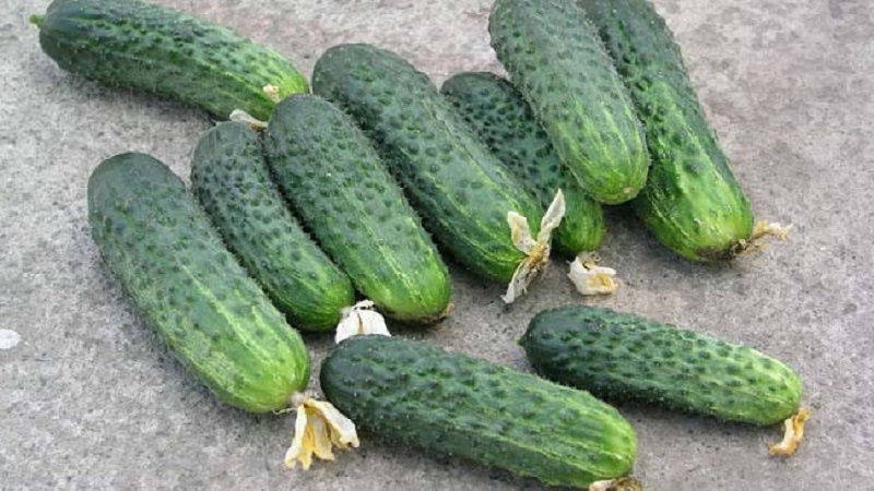 The best self-pollinated varieties of cucumbers for greenhouses in the Urals