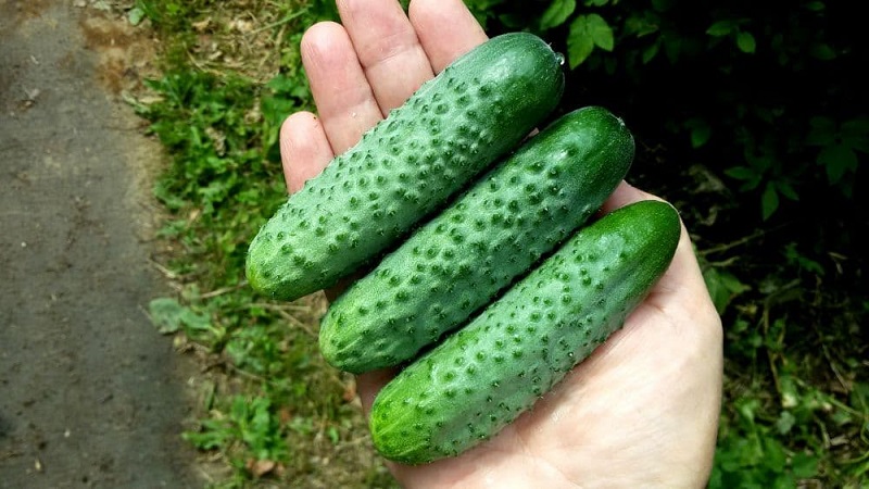The best self-pollinated varieties of cucumbers for greenhouses in the Urals