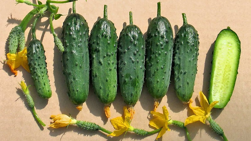 The best self-pollinated varieties of cucumbers for greenhouses in the Urals