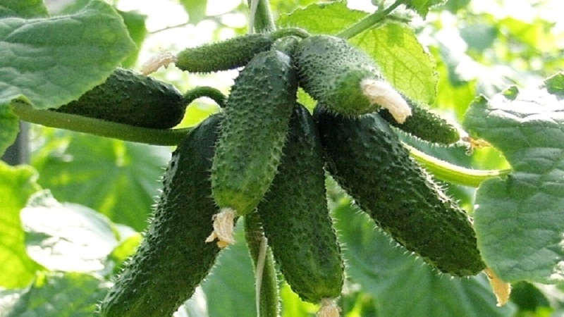 The best self-pollinated varieties of cucumbers for greenhouses in the Urals