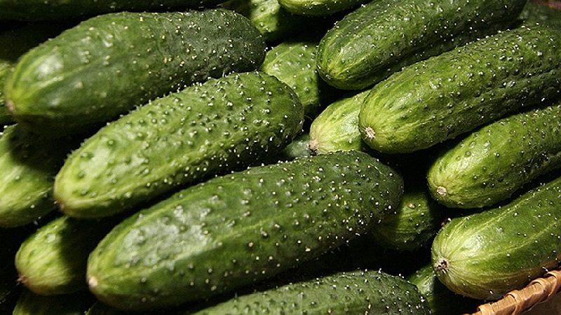 The best self-pollinated varieties of cucumbers for greenhouses in the Urals