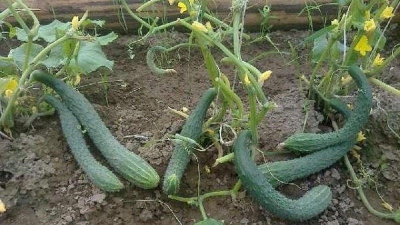 The best self-pollinated varieties of cucumbers for greenhouses in the Urals