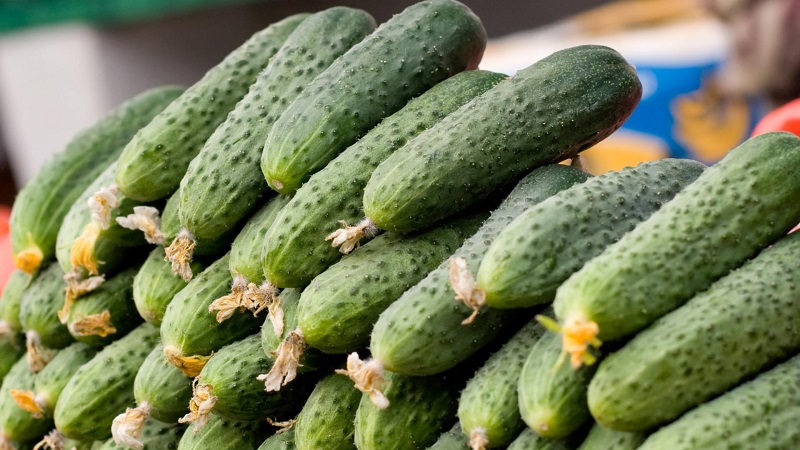 The best self-pollinated varieties of cucumbers for greenhouses in the Urals