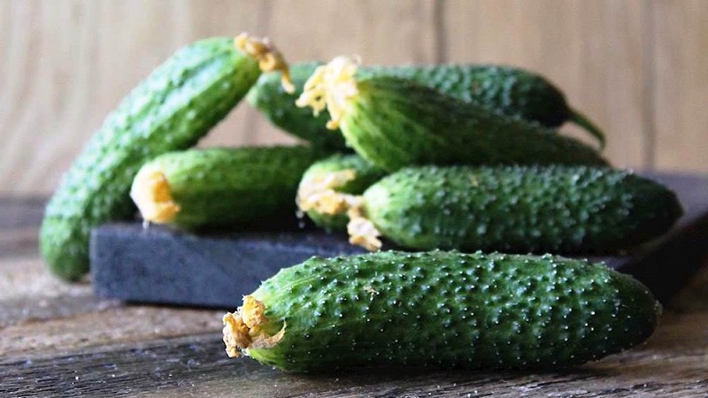 The best self-pollinated cucumber varieties for pickling and canning