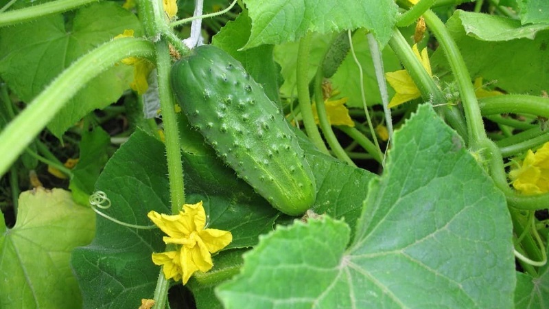 The best self-pollinated cucumber varieties for pickling and canning
