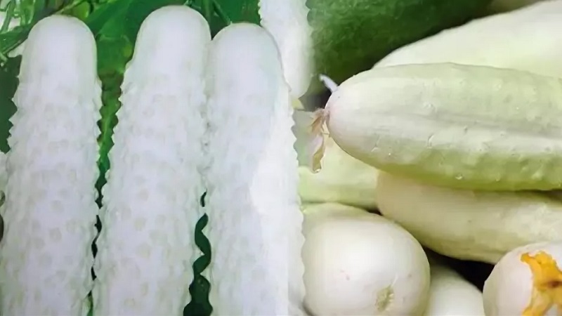 The best self-pollinated cucumber varieties for pickling and canning