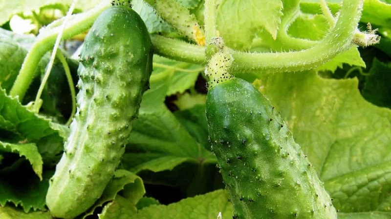 The best self-pollinated cucumber varieties for pickling and canning