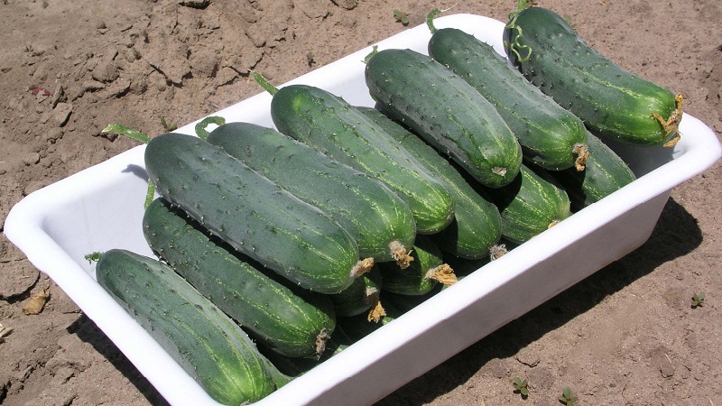 The best self-pollinated cucumber varieties for pickling and canning