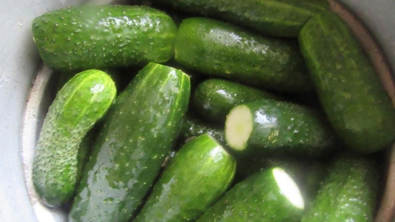 The best self-pollinated cucumber varieties for pickling and canning