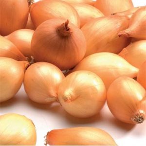 An early ripening onion variety Alpha that keeps well