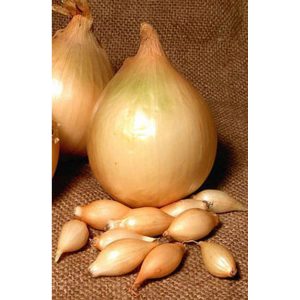 An early ripening onion variety Alpha that keeps well