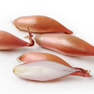 High-yielding Disease and Pest Resistant Onion Variety Bamberger