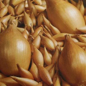 High-yielding Disease and Pest Resistant Onion Variety Bamberger