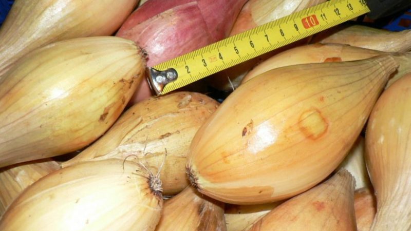High-yielding Disease and Pest Resistant Onion Variety Bamberger