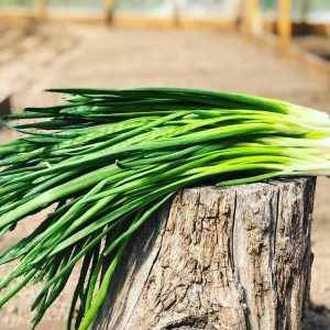Perennial onions with a pleasant scent Jusai