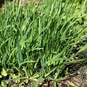 Perennial onions with a pleasant scent Jusai