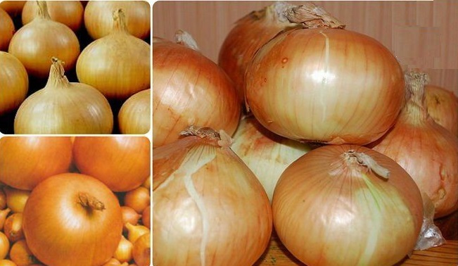 Very early and cold-resistant salad type of onion Ellan