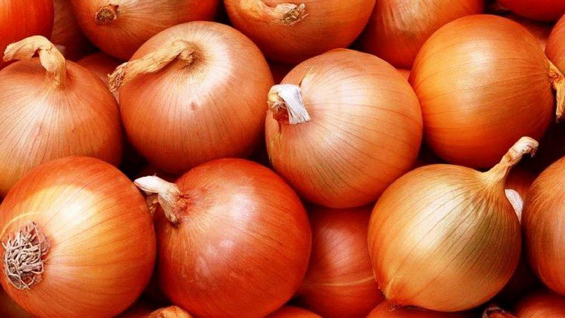 Very early and cold-resistant salad type of onion Ellan