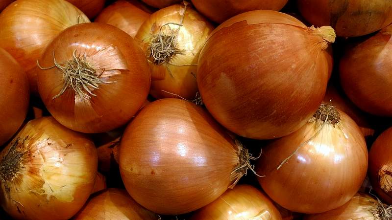 Very early and cold-resistant salad type of onion Ellan