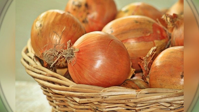 Very early and cold-resistant salad type of onion Ellan