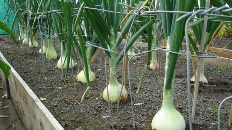 Onions and garlic in the same garden: is it possible to plant them together