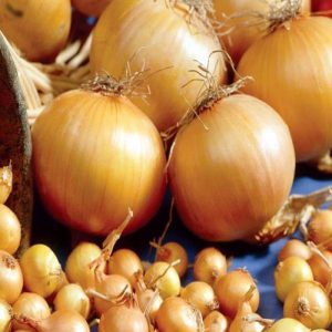 High-yielding onion hybrid for long-term storage Corrado