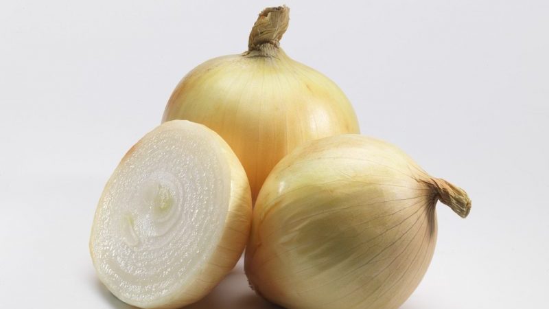 High-yielding onion hybrid for long-term storage Corrado