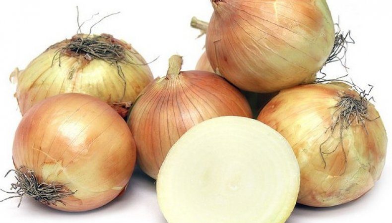 High-yielding onion hybrid for long-term storage Corrado