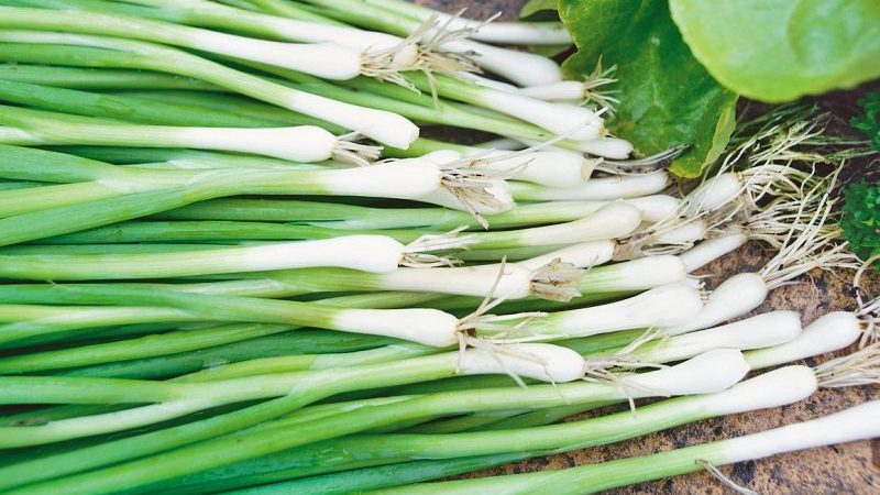 High-yielding onion with amazing flavor Parade