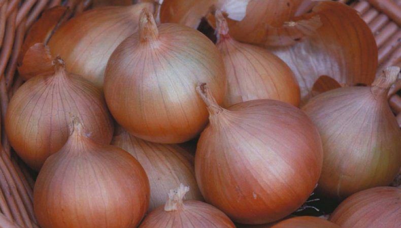 Cold-resistant onion variety Setton for long storage