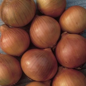 Cold-resistant onion variety Setton for long storage