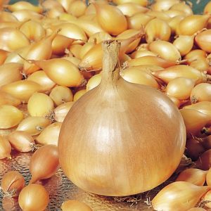 Cold-resistant onion variety Setton for long storage