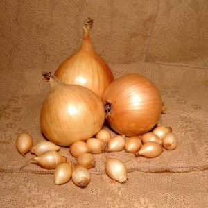 Cold-resistant onion variety Setton for long storage