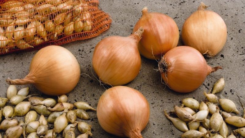 An early ripe winter hybrid of Troy onions with a moderately spicy taste