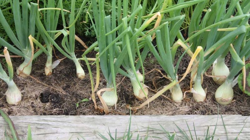 What to do if the onion turns yellow in the garden, and why it happens
