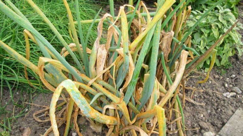 What to do if the onion turns yellow in the garden, and why it happens