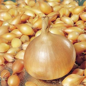 Unpretentious hybrid of domestically produced onions Golden Semko