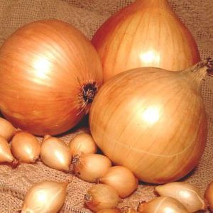 Unpretentious hybrid of domestically produced onions Golden Semko