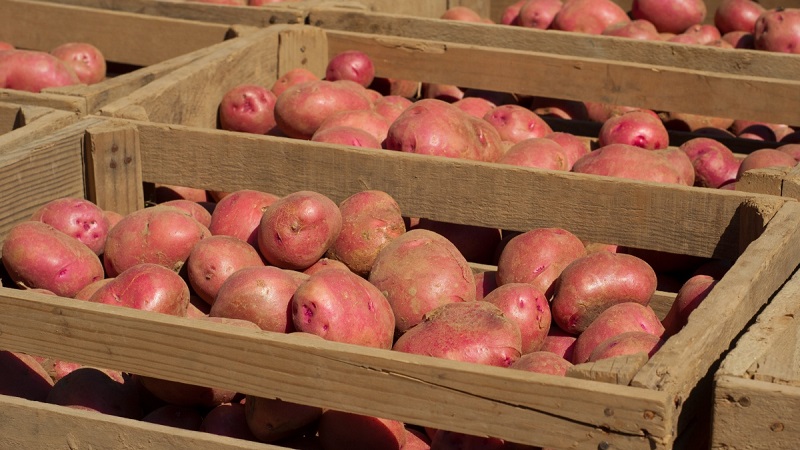 Home storage methods for potatoes